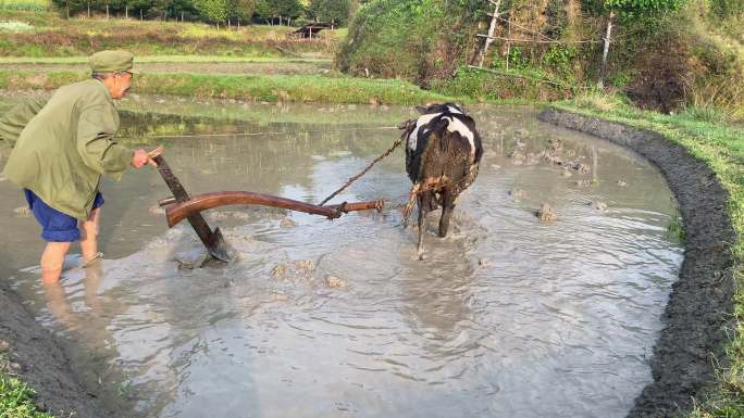 春天耕耘播种老农民在田地里使唤着水牛耕地