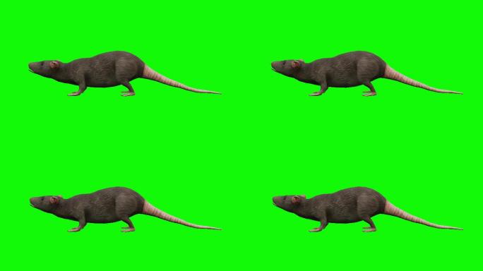 老鼠绿布绿幕扣绿视频素材绿屏合成