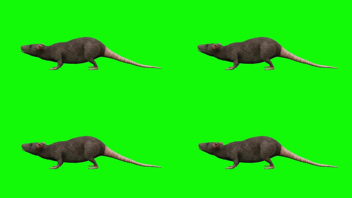 老鼠绿布绿幕扣绿视频素材绿屏合成