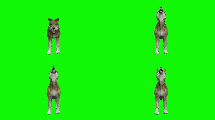 绿色背景上的狼嚎绿幕绿屏三维动画狼叫