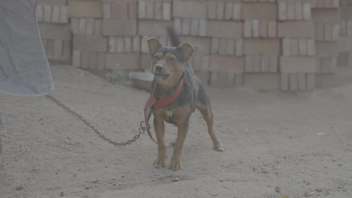 狗叫 犬吠空镜 4K