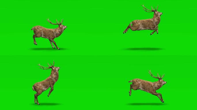 鹿在绿色屏幕上特效视频