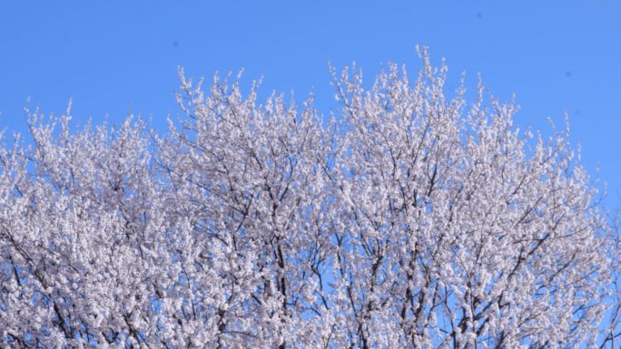 春天公园里的山桃花儿开