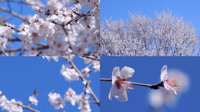 春天公园里的山桃花儿开