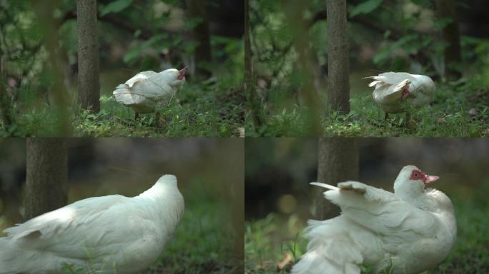 草地上白鸭在整理羽毛