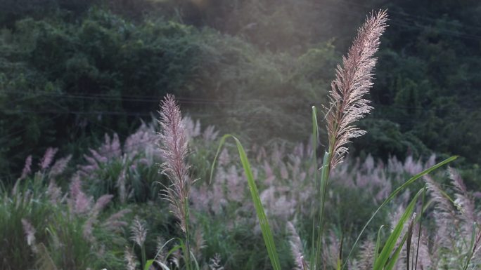 狗尾巴草