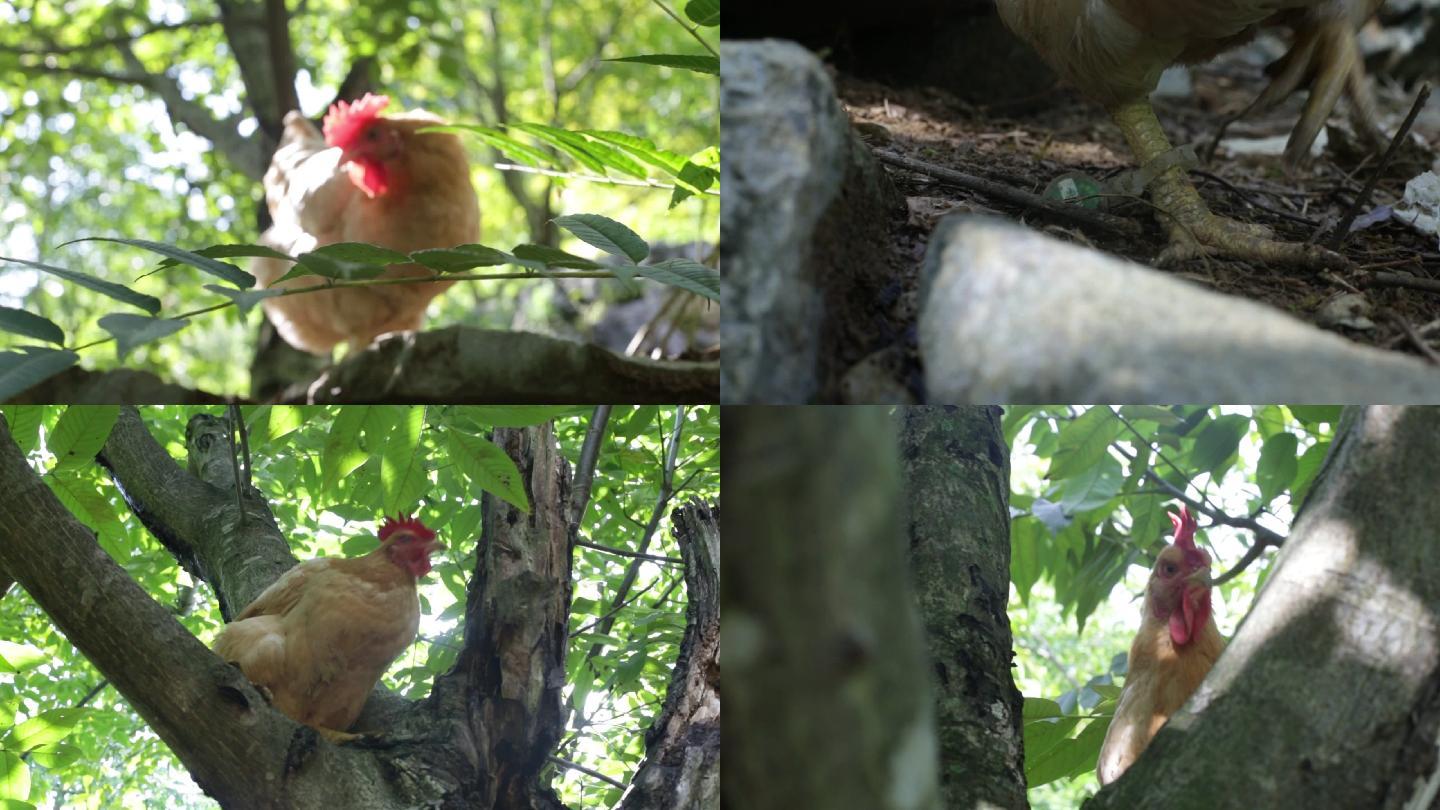 林下养殖鸡4