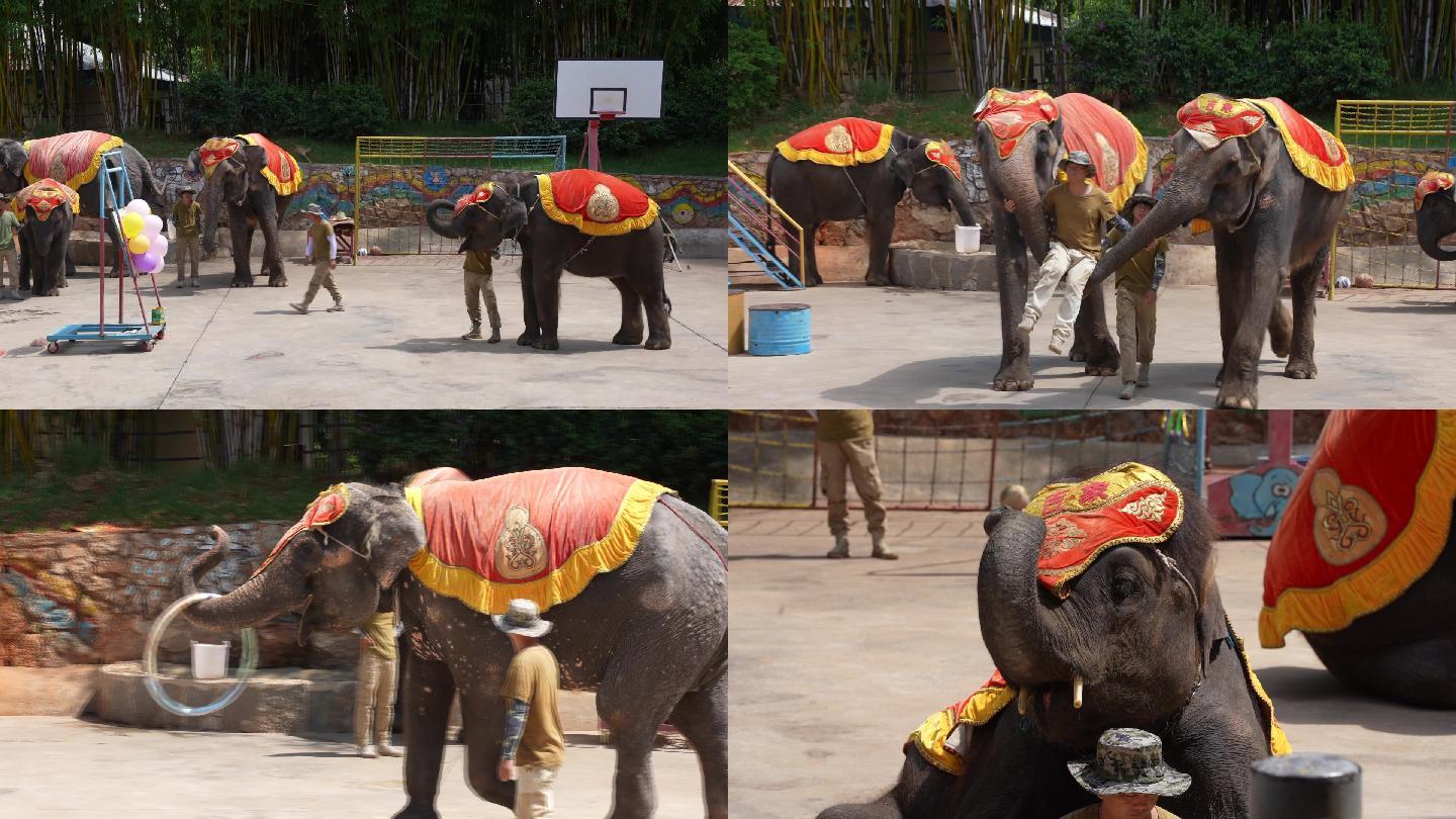 云南少数民族大象表演