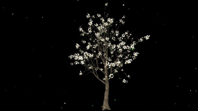 梨花树摇曳花瓣飘落-带透明通道