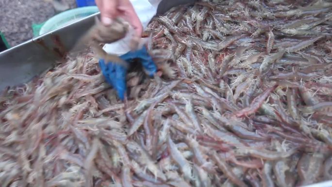 鱼虾 虾 收获 现代农业 虾养殖 生鲜