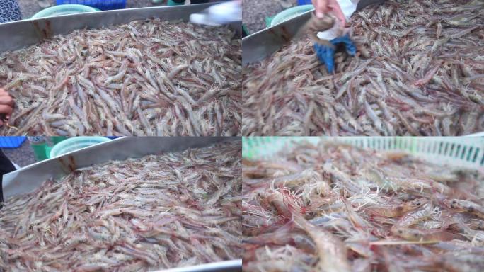鱼虾 虾 收获 现代农业 虾养殖 生鲜