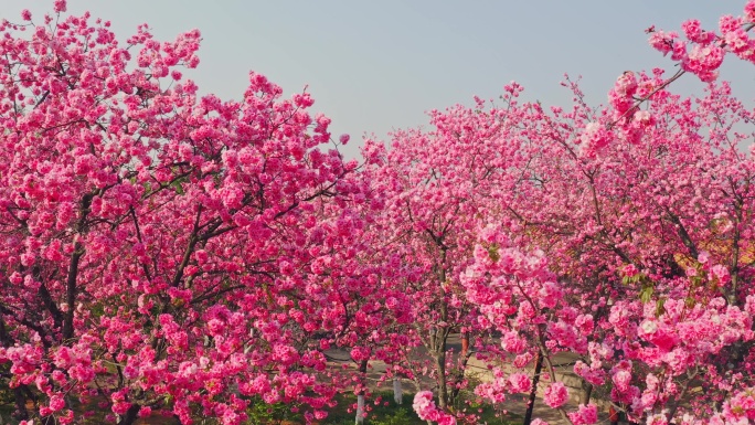 航拍春天公园盛开的樱花