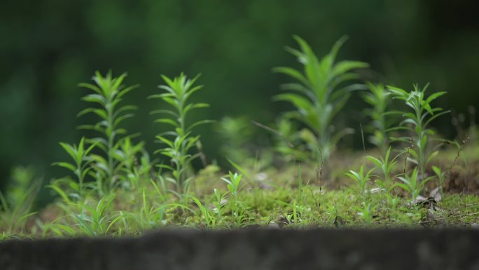 采摘草药