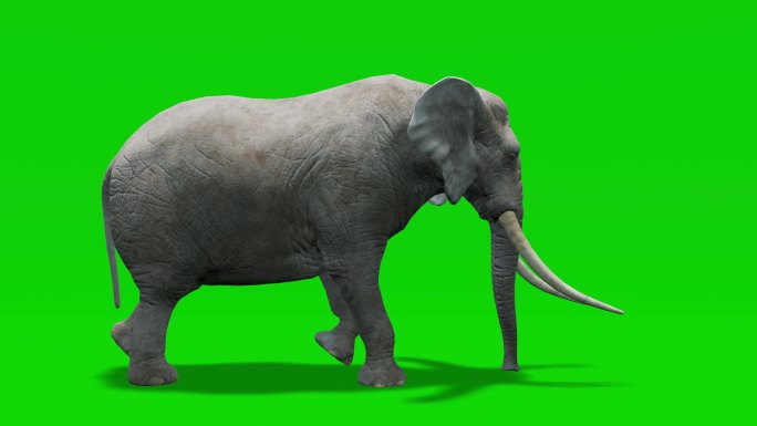 绿色屏幕上的大象行走动画