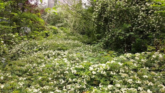 城市绿化七里香十里香开花白蔷薇绿最野仙踪