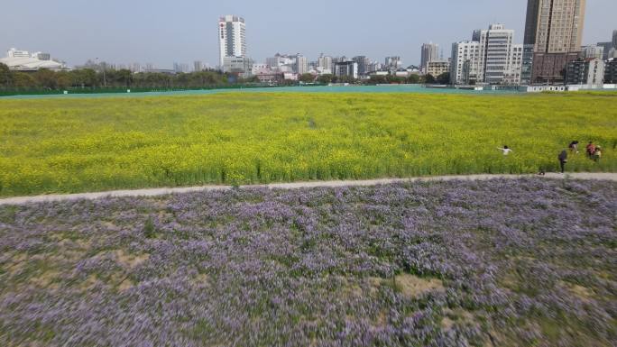 油菜花