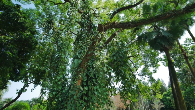 热带植物藤缠树