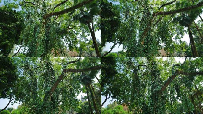 热带植物藤缠树