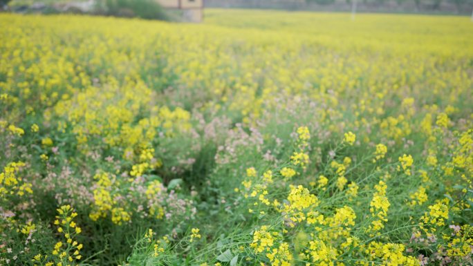 菜花油菜花蜜蜂春天蜜蜂菜花油菜田野油菜花