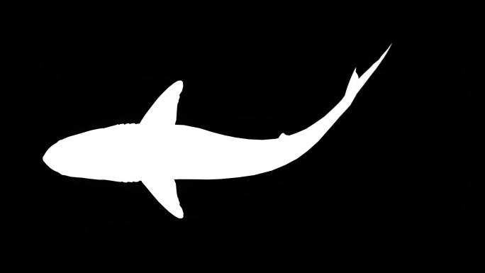 白鲨的剪影特效视频