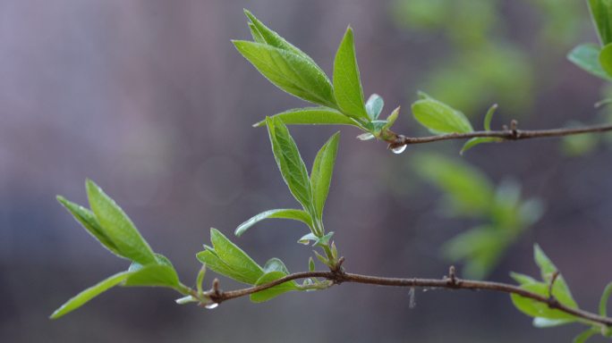 春雨 谷雨 清明节下雨