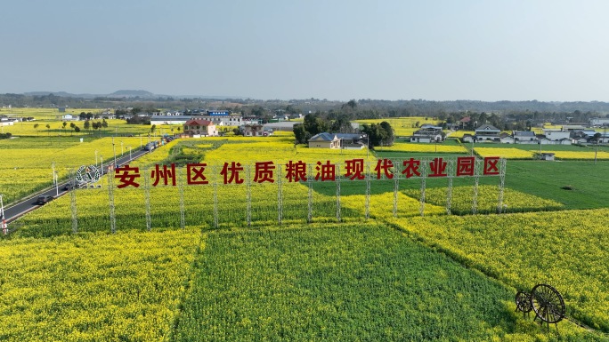 绵阳市安州区油菜花地4K航拍