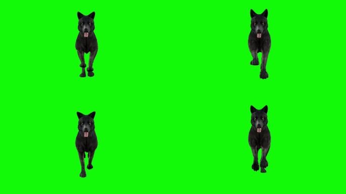 在绿色背景下快速奔跑的狼。