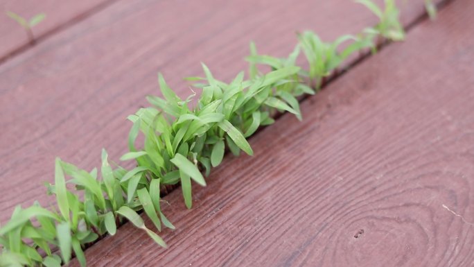 地板缝隙中长出的绿色草植物