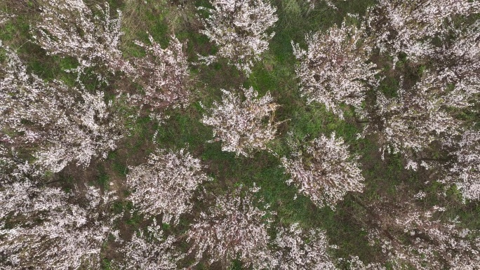 长安唐村桃花南堡古寨西安风光秦岭桃花盛开