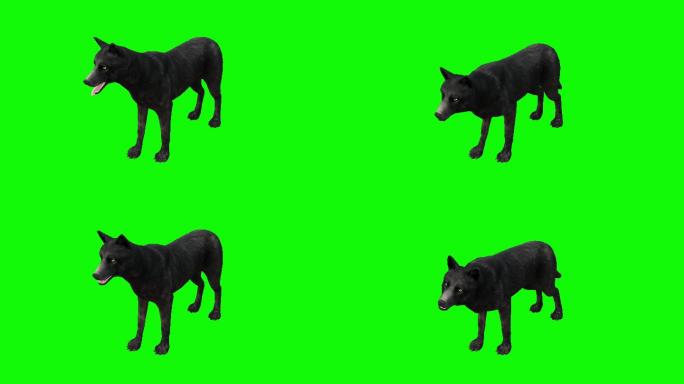 在绿色背景下的狼在攻击动画。