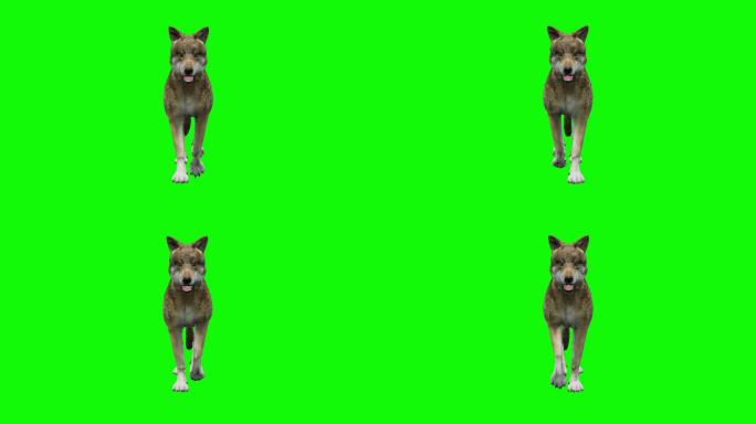 在绿色背景上缓慢行走的狼。