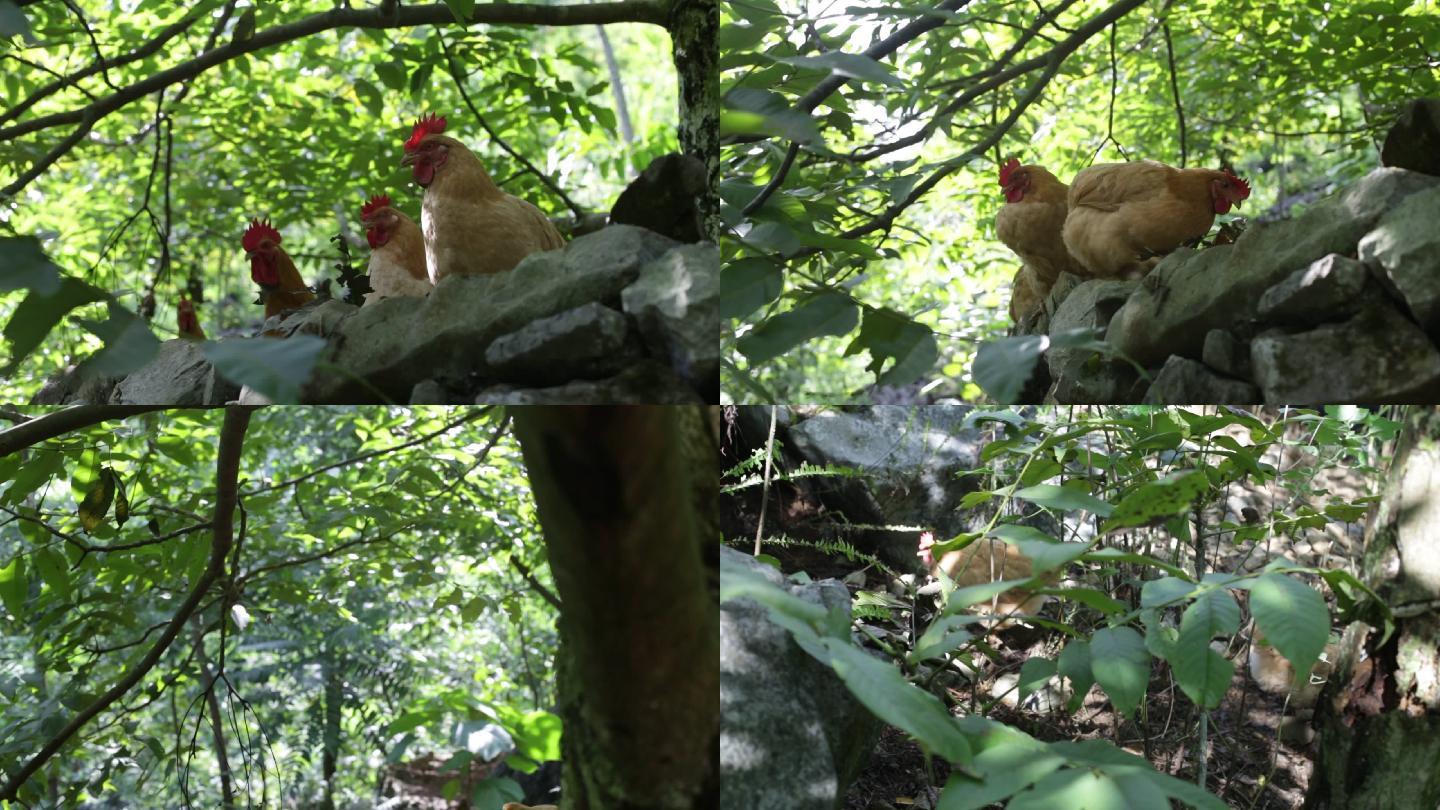 林下养殖鸡3
