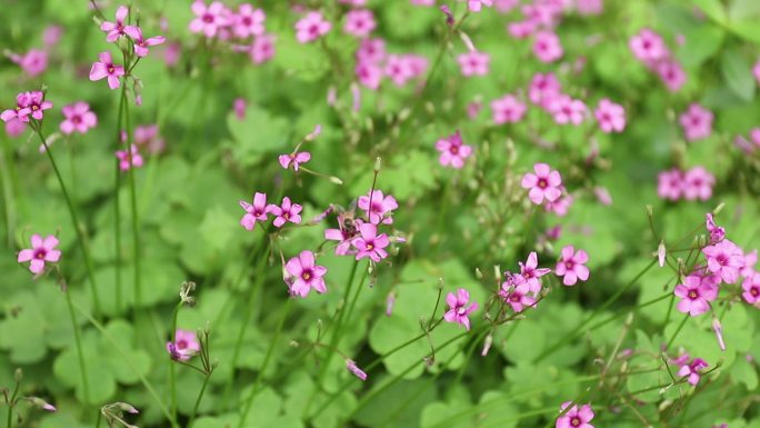 关节酢浆草鲜花