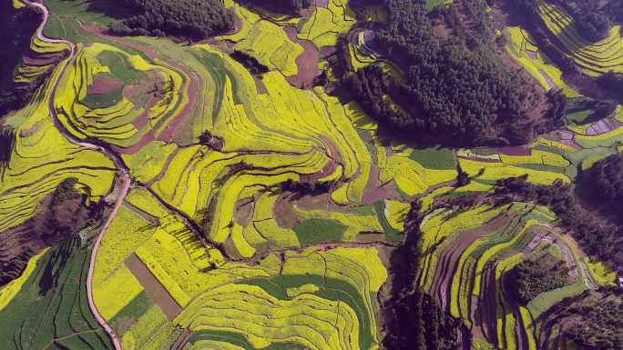 云南省罗平油菜花