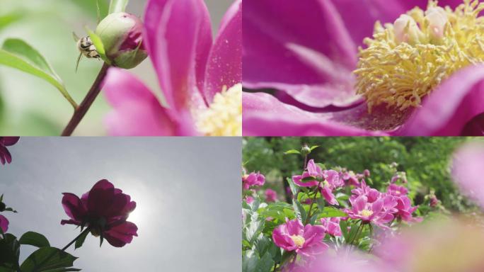 花朵 牡丹 鲜花 牡丹园 花开 春天