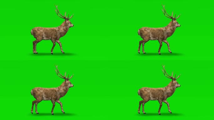 鹿在绿色屏幕上行走