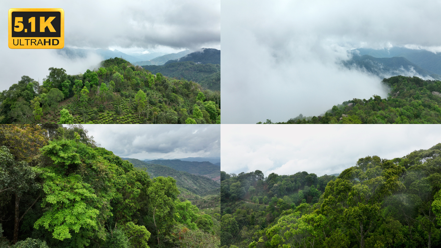 【5K】版纳热带雨林，雨林云海，雨林航拍