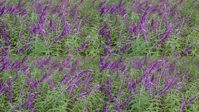 紫色的鼠尾草植物