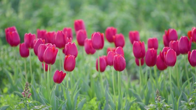 春天春景花朵美景赏花春日