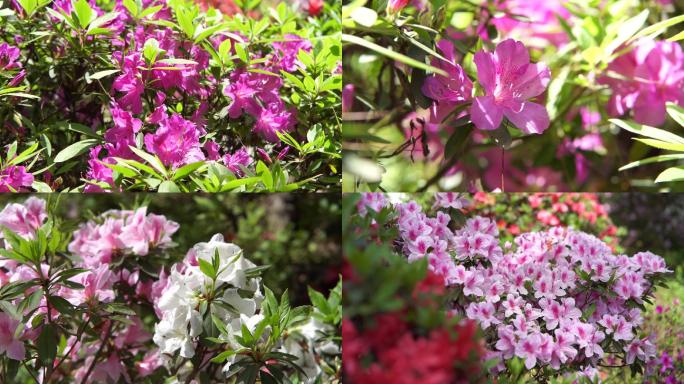 漫山遍野的杜鹃花