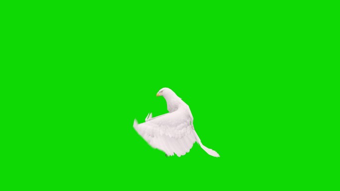 绿色屏幕上的白鹰飞行动画。