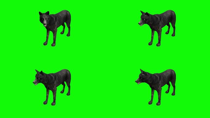 黑色背景前的黑狼alpha绿幕绿屏素材抠