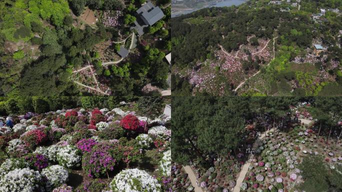 航拍漫山遍野的杜鹃花重庆南山放牛村