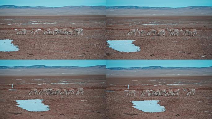 可可西里高原精灵藏羚羊抓拍素材