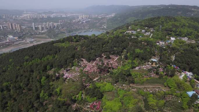 航拍重庆南山漫山遍野的杜鹃花