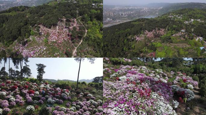 航拍重庆南山漫山遍野的杜鹃花