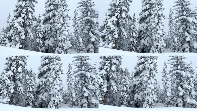 科罗拉多州冬季冬季雪花下雪雾凇风景