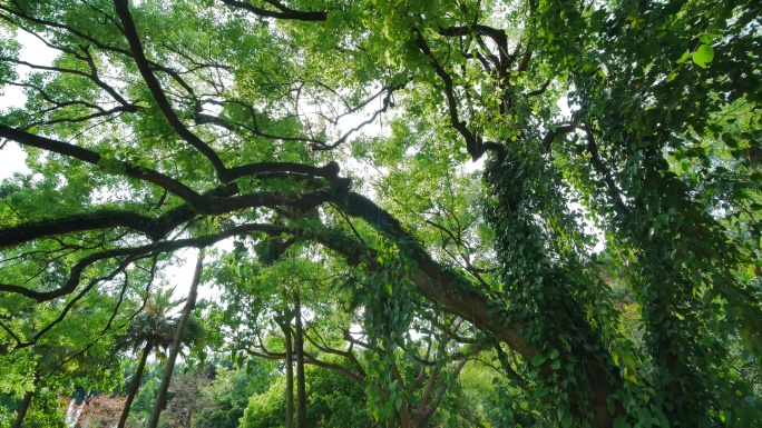 热带植物藤缠树