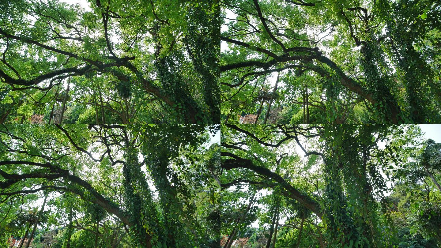 树干爬藤壁纸|摄影|风光摄影|UI刚子 - 原创作品 - 站酷 (ZCOOL)
