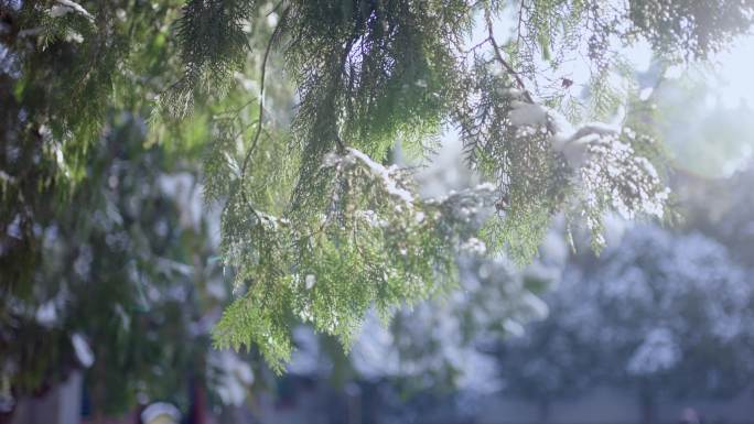 廷院 雪 树梢-4k50